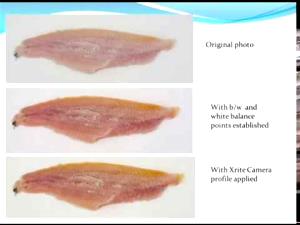 1 Fillet Channel Catfish, Wild, Cooked