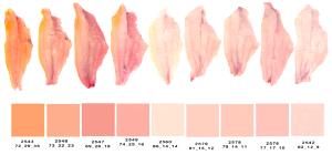 1 Fillet Channel Catfish, Wild, Raw