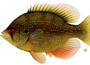 1 Fillet Pumpkin Seed Sunfish (Cooked, Dry Heat)