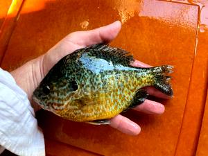 1 Fillet Pumpkin Seed Sunfish
