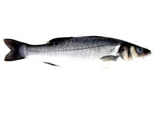 1 Fillet Sea Bass (Mixed Species)