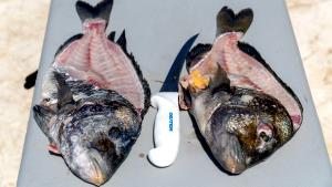 1 Fillet Sheepshead (Fish)