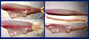 1 Fillet Walleye Pike (Fish) (Cooked, Dry Heat)