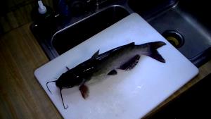 1 Fillet Wild Channel Catfish
