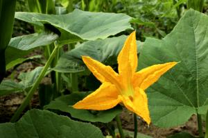 1 Flower Pumpkin Flowers