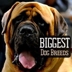 1 frank (75 g) Great Big Dogs