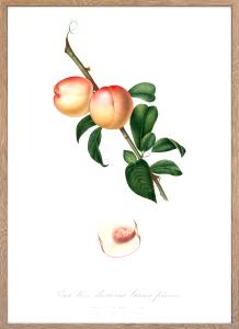 1 Fruit (100.0 G) Pesca