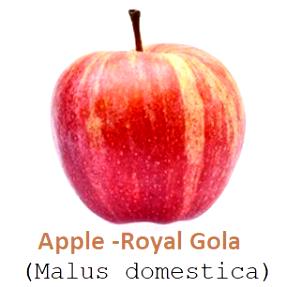 1 Fruit (182.0 G) Apple