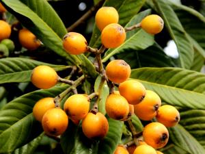 1 Fruit (20.0 G) Loquats