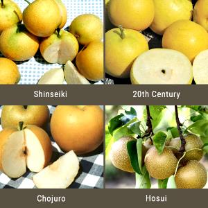 1 Fruit 3-3/8" High X 3" Diameter Asian Pears
