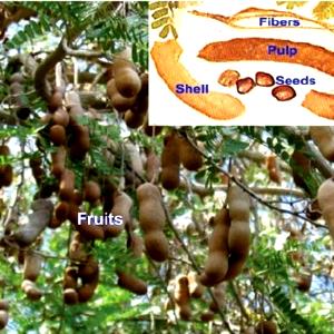 1 Fruit (3" X 1") Tamarinds