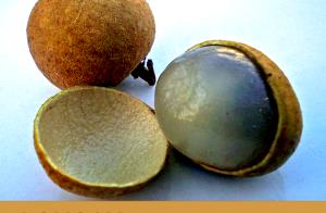 1 Fruit (3.2 G) Longan