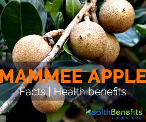 1 Fruit (846.0 G) Mammy Apple, Mamey