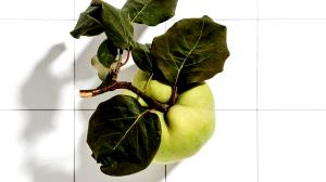 1 Fruit (92.0 G) Quince