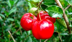 1 Fruit Acerola, Raw (West Indian Cherry)