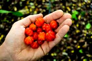 1 Fruit Pitanga, Raw (Surinam Cherry)