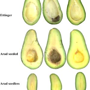 1 Fruit Without Skin And Seeds California Avocados