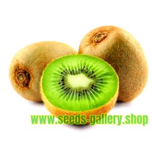 1 Fruit Without Skin, Large Kiwifruit (Chinese Gooseberries) (Stored)