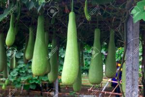 1 Gourd Gourd White-Flowered (Calabash)