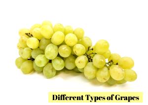 1 Grape Grape, American-Type, Raw