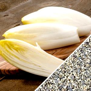 1 Head Chicory, Witloof, Raw