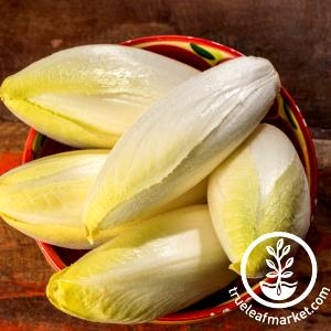 1 Head Chicory (Witloof)