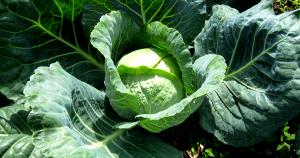 1 Head Common Cabbage (Freshly Harvest)