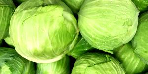 1 Head Common Cabbage (Stored)