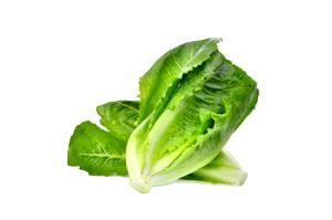 1 Head Cos or Romaine Lettuce
