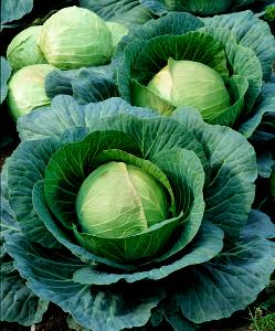 1 Head Danish Cabbage, Common, Raw, Stored