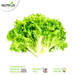 1 Head Endive, Raw