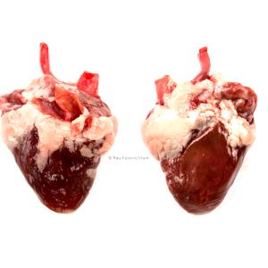 1 Heart Turkey Heart, Raw