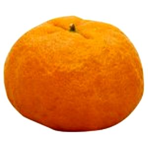1 Large (2-1/2" Dia) Tangerine