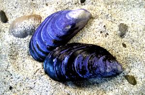 1 Large Blue Mussels