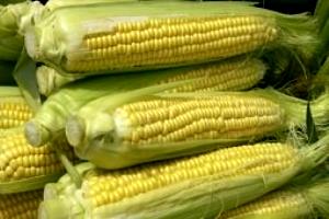 1 Large Ear (7-3/4" To 9" Long) Cooked Yellow and White Corn (from Fresh)