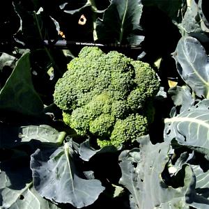 1 Large Head (6-7" Dia) Broccoflower