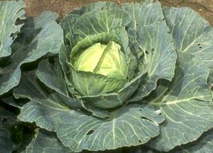 1 Large Head (about 7" Dia) Cooked Green Cabbage (Fat Not Added in Cooking)