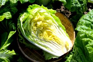 1 Large Head Cooked Chinese Cabbage