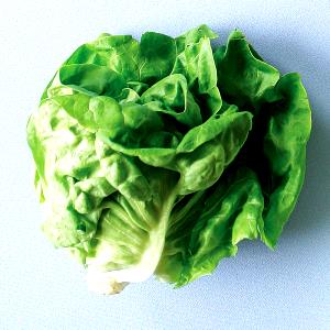 1 Large Leaf Boston Lettuce
