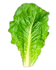 1 Large Leaf Lettuce