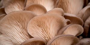 1 Large Oyster Mushroom