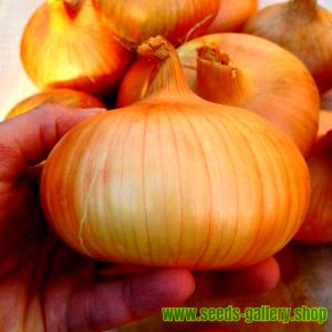 1 Large Slice (1/4" Thick) Mature Onions