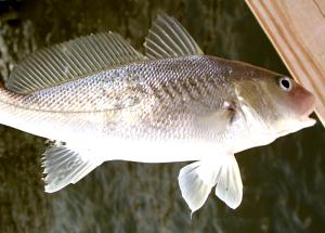 1 Large Spot (yield After Cooking, Bone Removed) Baked or Broiled Croaker