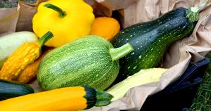 1 Large Summer Squash