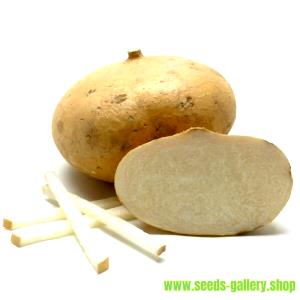 1 Large Yambean (Jicama)