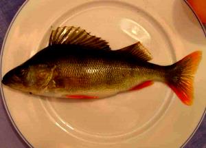 1 Large (yield After Cooking, Bone Removed) Steamed or Poached Perch