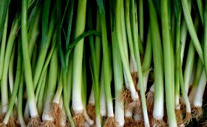 1 Large Young Green Onions
