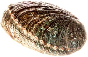 1 Lb Abalone (Mixed Species)