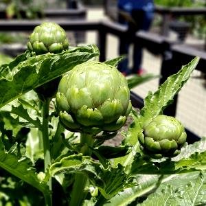 1 Lb Artichokes (Globe or French)