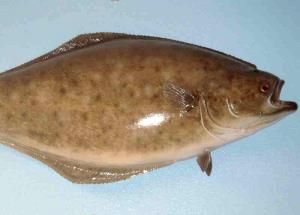 1 Lb Atlantic and Pacific Halibut (Fish) (Cooked, Dry Heat)